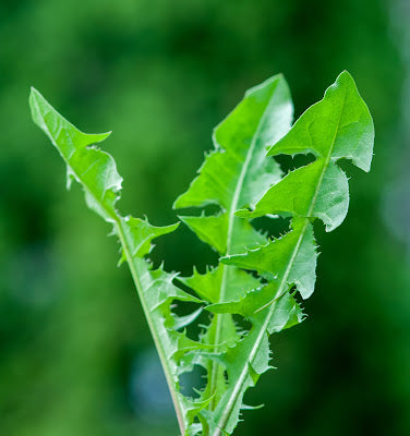 Organic Dandelion Leaf