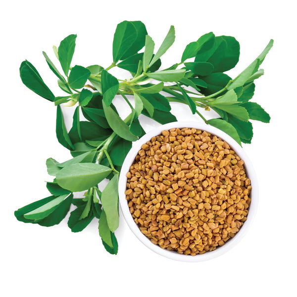 Fenugreek