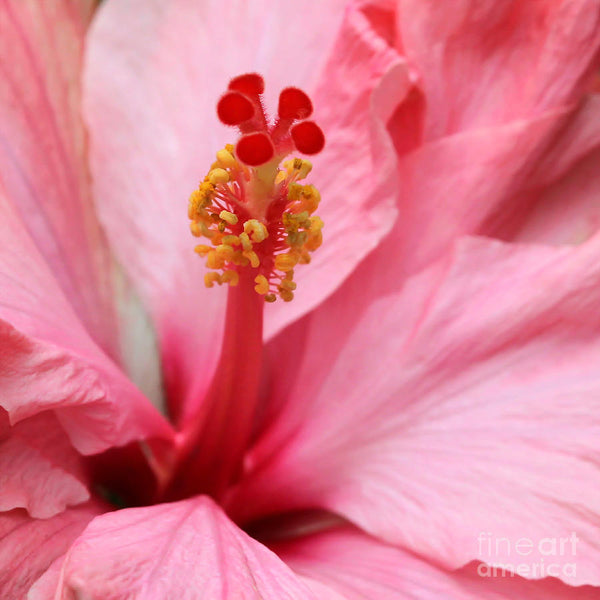 Ellirose™ Hibiscus Extract