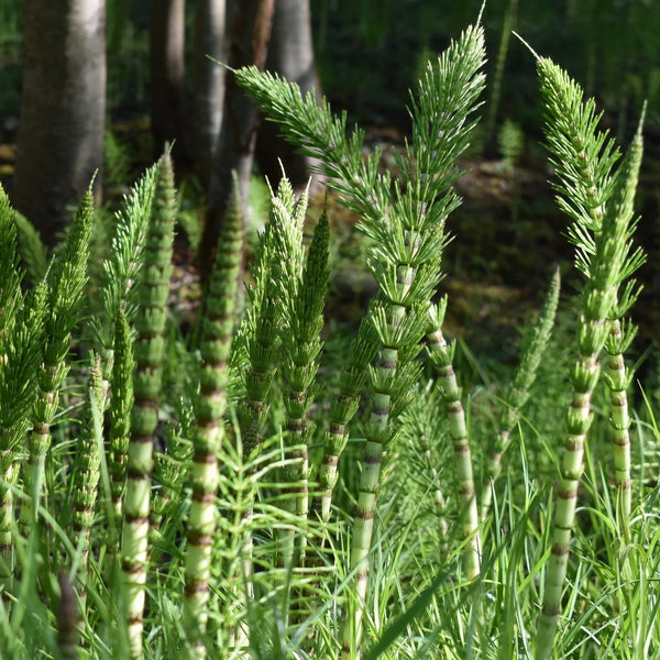 Horsetail Extract 10:1
